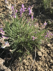Oxytropis lambertii