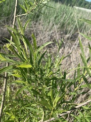 Salix