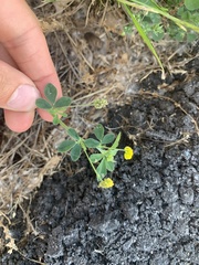 Medicago lupulina