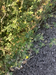 Medicago lupulina