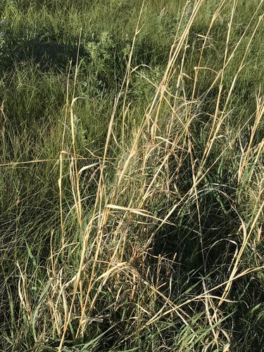 Image of Andropogon hallii by no rights reserved