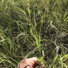 Lactuca pulchella
