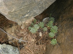 Sempervivum pittonii