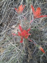 Castilleja integra