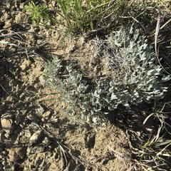 Astragalus gilviflorus