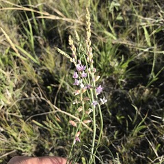 Astragalus flexuosus