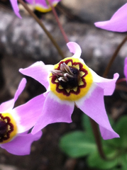 Primula jeffreyi