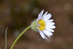 Erigeron eatonii