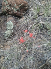 Castilleja integra