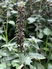 Teucrium argutum