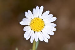 Erigeron eatonii