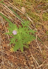 Phacelia franklinii