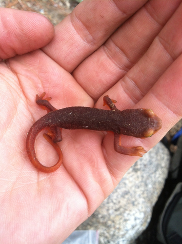 iNaturalist observation photo of Sierra Newt