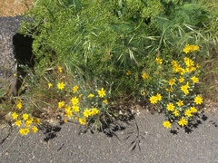 Eriophyllum lanatum integrifolium