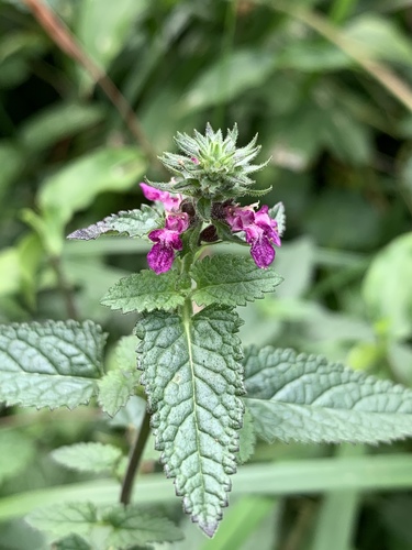 Teucrium argutum R.Br.