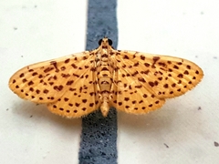 Polygrammodes eleuata