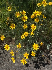 Eriophyllum lanatum integrifolium