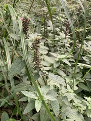 Teucrium argutum