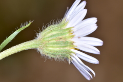 Erigeron eatonii
