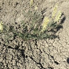 Astragalus racemosus