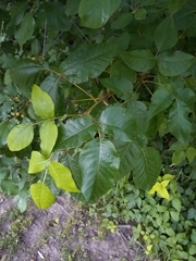 Toxicodendron radicans