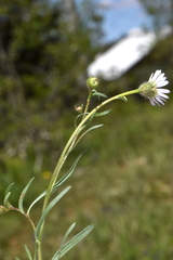 Erigeron eatonii