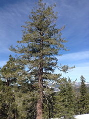 Pinus monticola