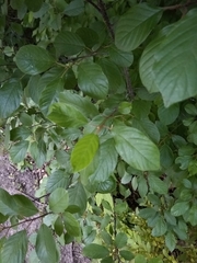 Toxicodendron radicans