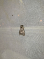 Cryphia fraudatricula