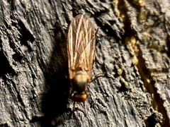 Clusiidae