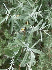 Elaeagnus angustifolia