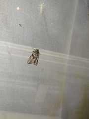 Cryphia fraudatricula