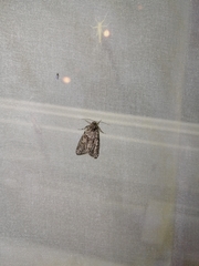 Cryphia fraudatricula