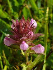Orthocarpus bracteosus