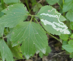 Ranunculus hispidus nitidus
