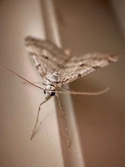 Phalaenophana pyramusalis