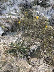 Crepis runcinata glauca