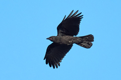 Corvus brachyrhynchos