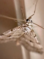 Phalaenophana pyramusalis