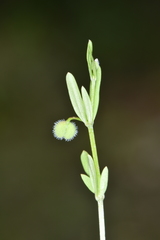 Galium bifolium