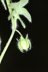 Nemophila breviflora