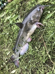 Ameiurus catus