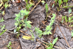 Nemophila breviflora