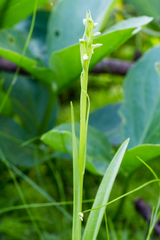 Platanthera aquilonis