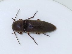 Diplostethus carolinensis