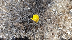 Calochortus concolor