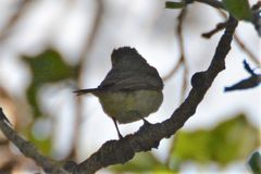 Vireo gilvus