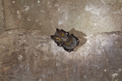 Megaderma spasma