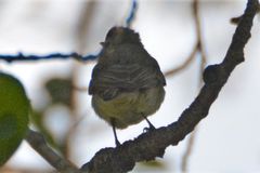 Vireo gilvus