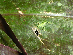 Copiphora rhinoceros